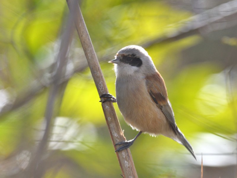 Remiz penduline AAO_3188.JPG