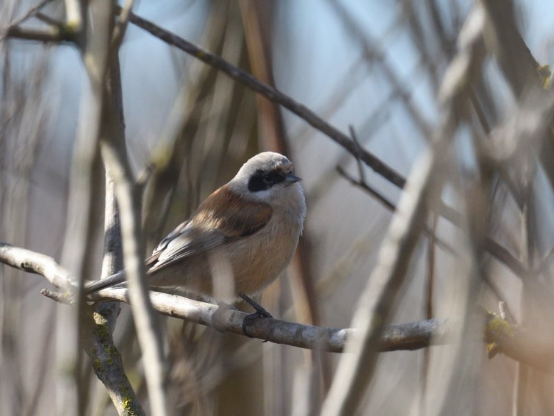 Remiz penduline AAO_3165.JPG