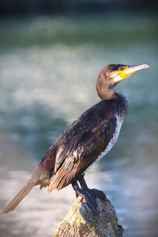 2026_03_03_IMG_5340 MN2 Marais de Tasdon La Rochelle 17.JPG
