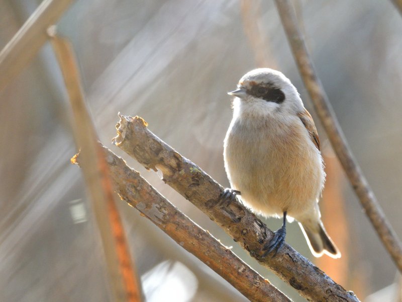 Remiz penduline AAO_3173.JPG
