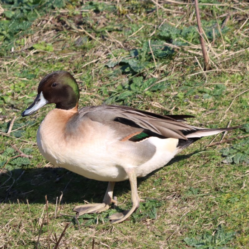 2026_03_03_IMG_5181 ID.JPG