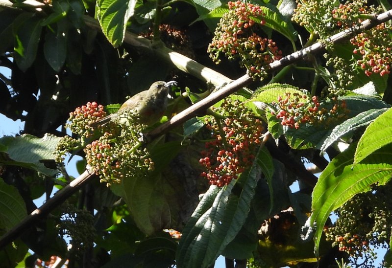 DSCN4975 - Copie.JPG