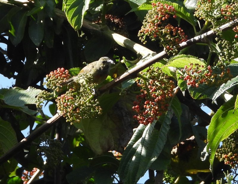 DSCN4976 - Copie.JPG