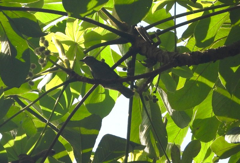 DSCN3937 - Copie.JPG