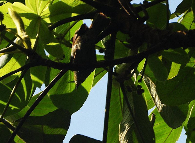 DSCN3939 - Copie.JPG