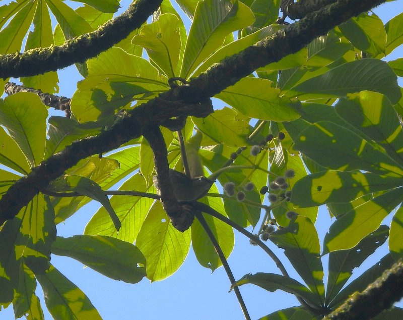 DSCN3946 - Copie.JPG