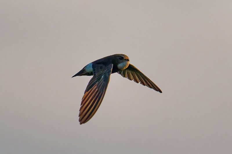 Martinet des maisons - Ndjolé - 040126 A1_06160Réduit_DxO.jpg
