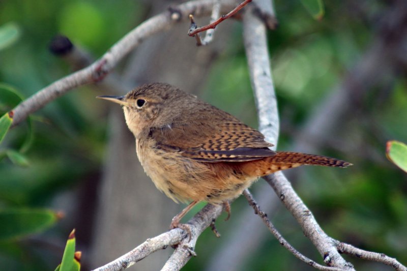 Troglo 824A9273 copie.jpg