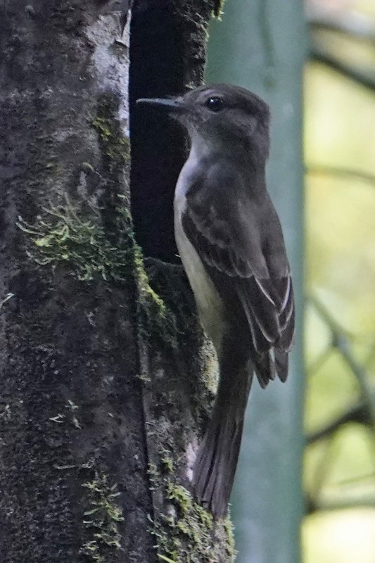 Pioui de l'ouest _RX_6167.jpg