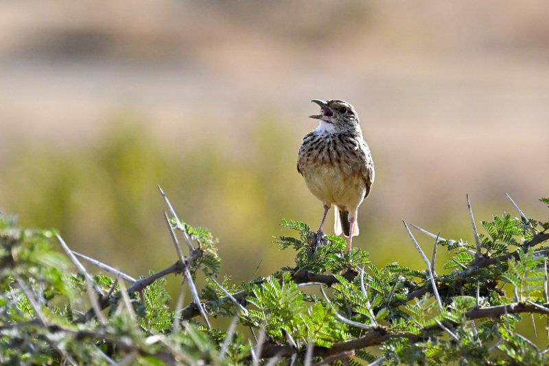 Pipit africain_Nakuru fév.2026_DSC_1785.jpg