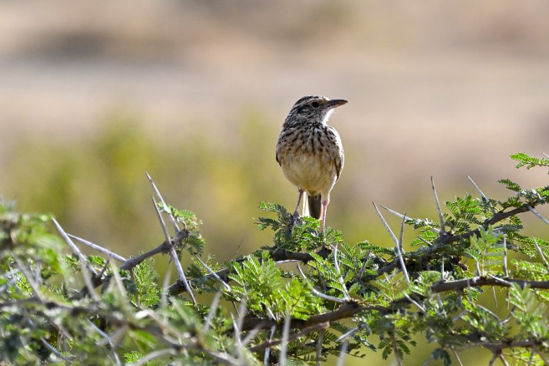Pipit africain_Nakuru fév.2026_DSC_1791.jpg