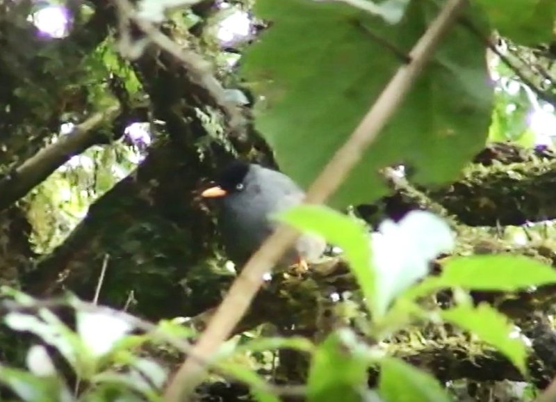 Tchitrec La Réunion entre Bébour et Bélouve 2012 08.jpg
