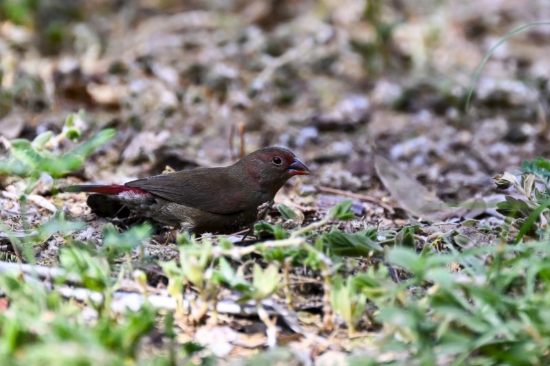 Senegali à tête rouge imm_Samburu fév.2026_DSC_0565.jpg