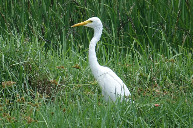 Héron intermédiaire (3).JPG