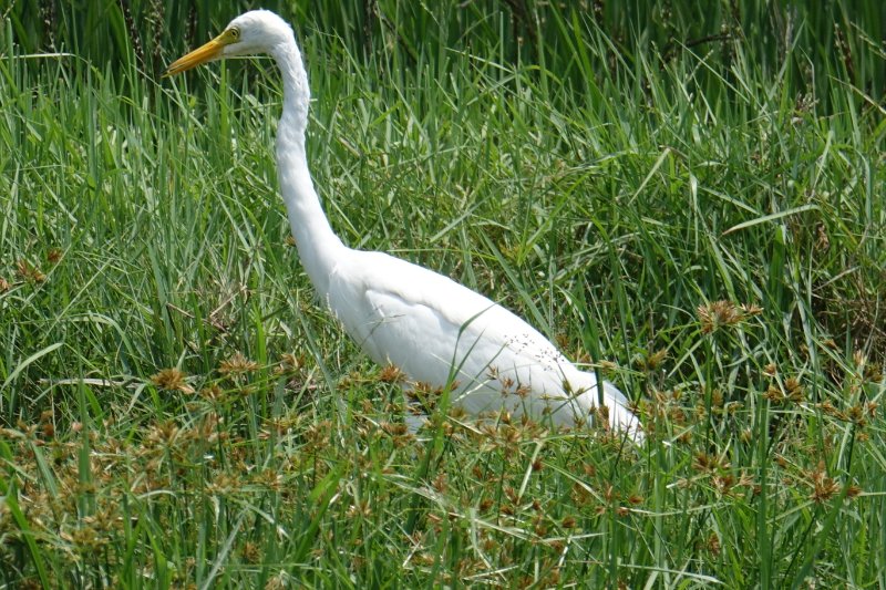 Héron intermédiaire (6).JPG