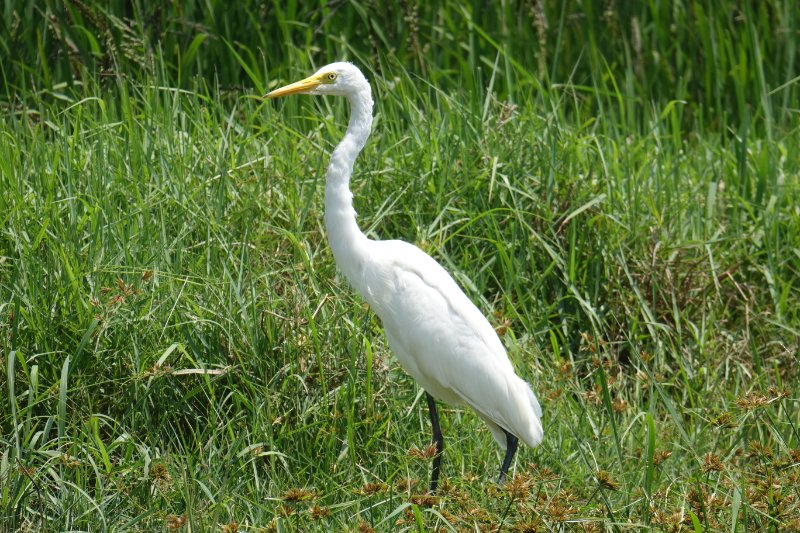 Héron intermédiaire (10).JPG