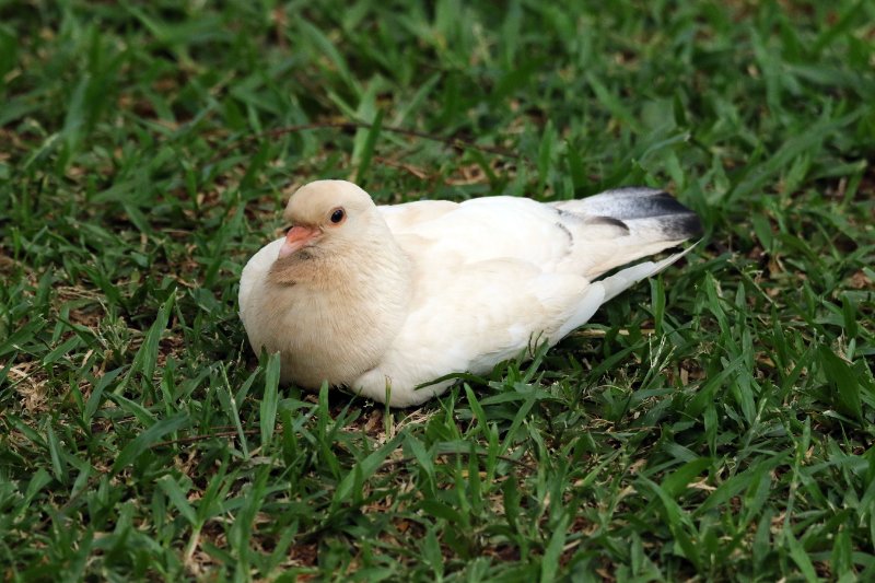 Pigeon 824A4954 copie.jpg