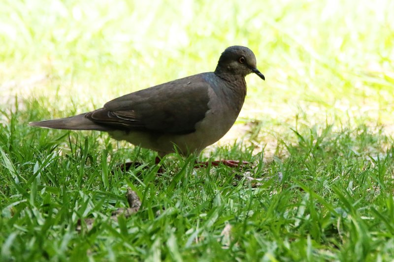 Colombe 824A4833 copie.jpg