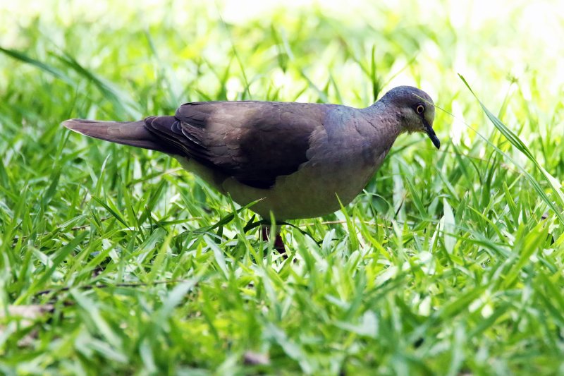 Colombe à front gris 824A4843 copie.jpg