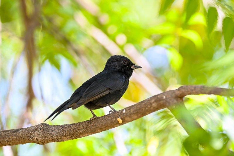 Gobemouche_Samburu fév.2026_DSC_0142.jpg