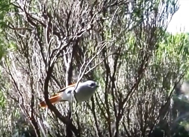 2012 04 Tchitrec des Mascareignes femelle Mafate.jpg