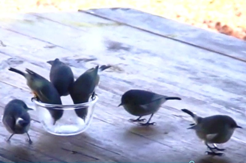 zosterops des Mascareignes.jpg