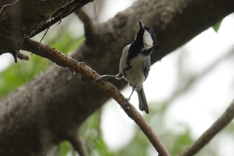 Mésange indienne (2).JPG