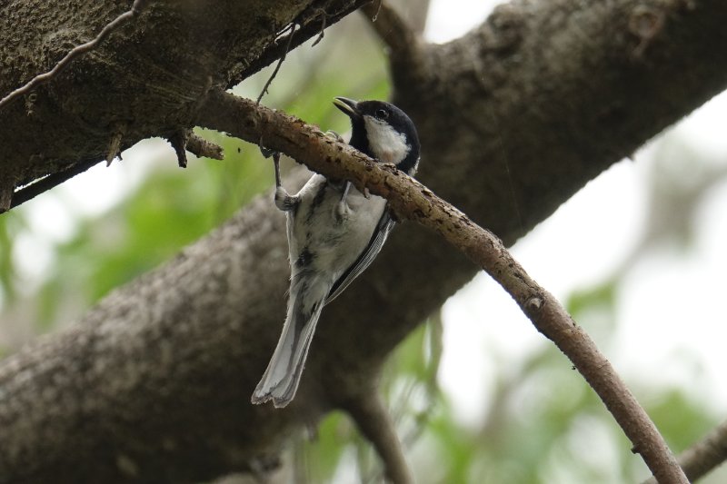 Mésange indienne.JPG