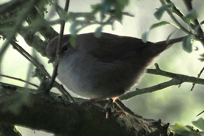 Bouscarde de Cetti 202404 Erquy (2).JPG