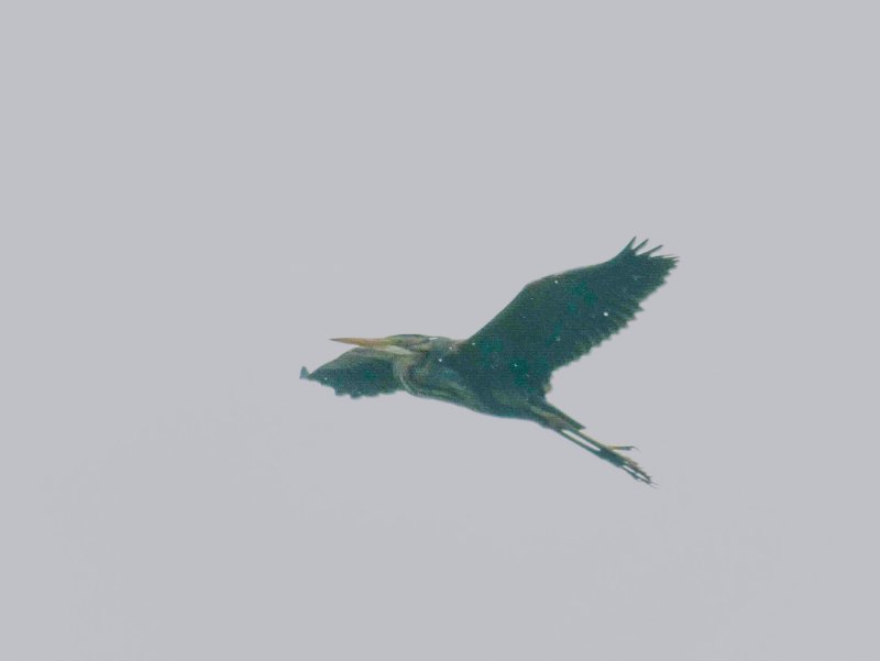 P1002150.jpg