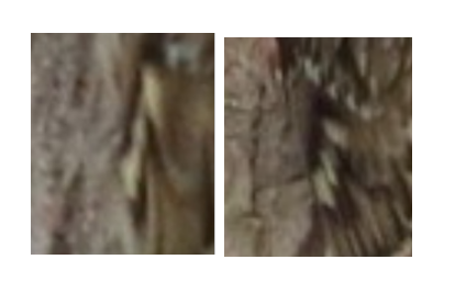 grimpea.png