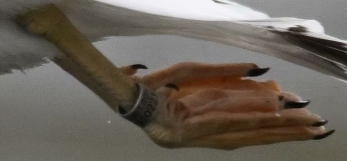 Z8C_2527.jpg