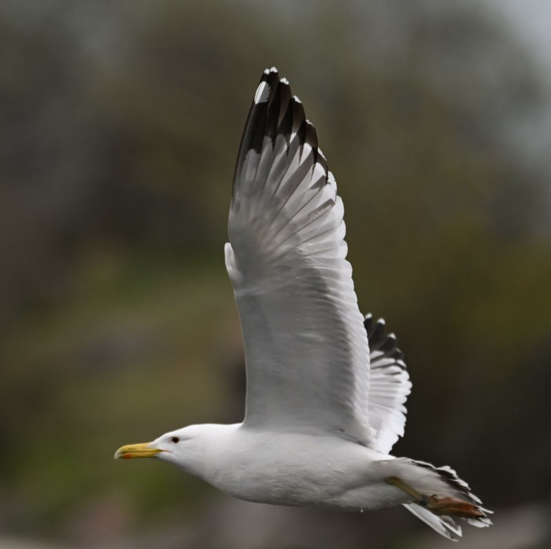 Z8C_2531.jpg