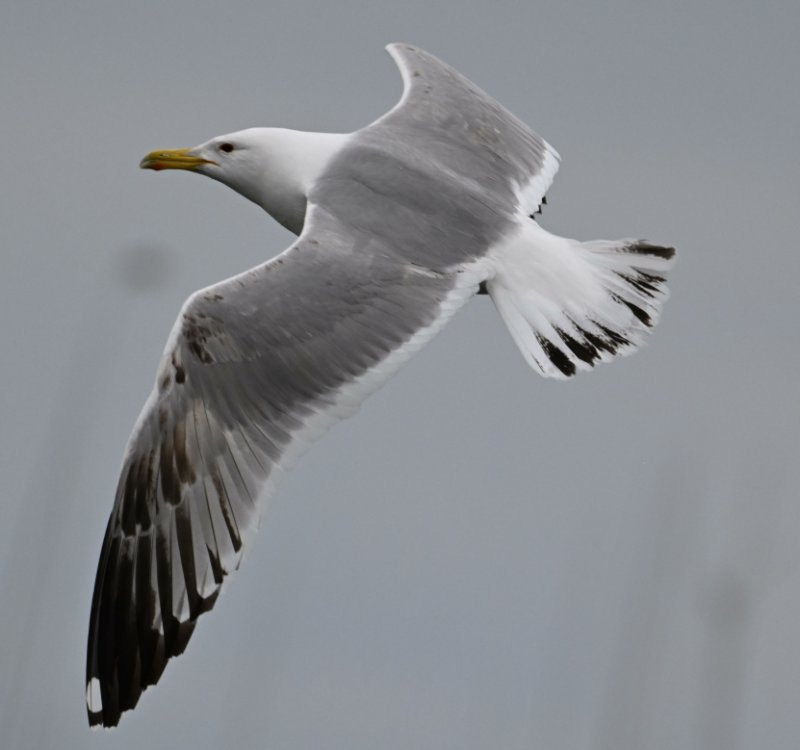 Z8C_2546.jpg