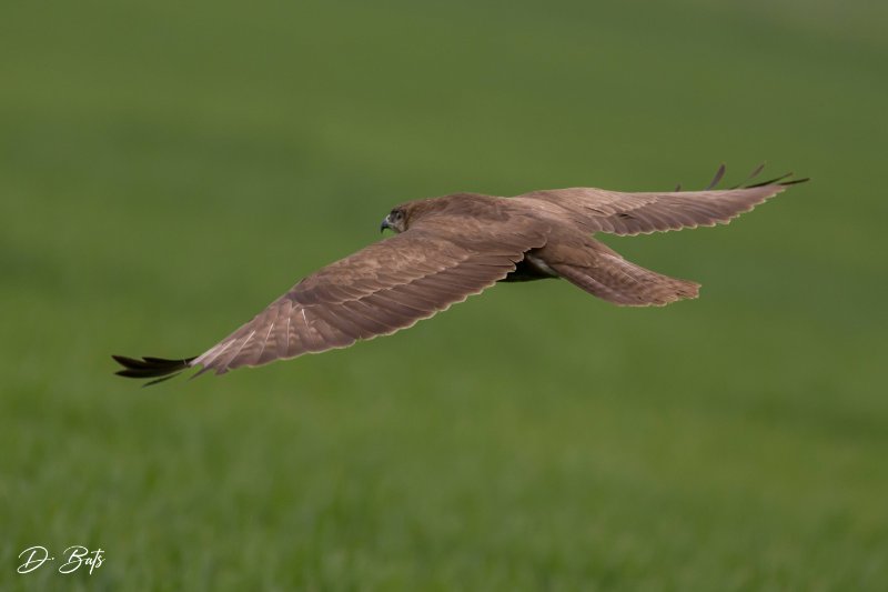 Z8C_9835.jpg