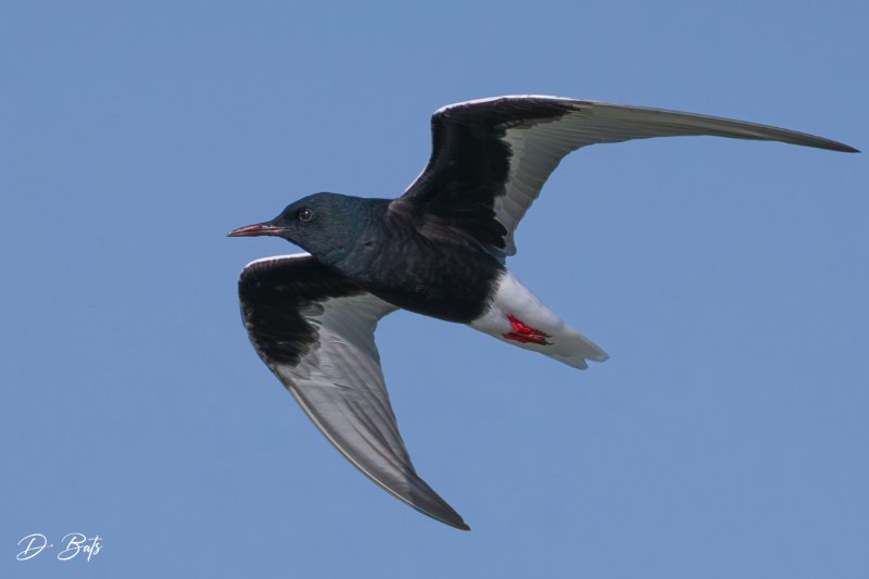 Z8C_4130.jpg