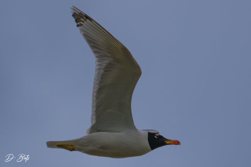 Z8C_7559.jpg