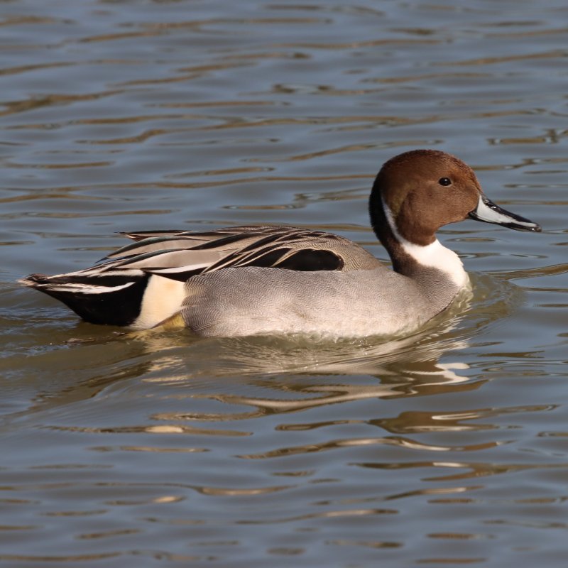2026_03_03_IMG_5253 ID Canard pilet  Marais de Tasdon La Rochelle 17.JPG
