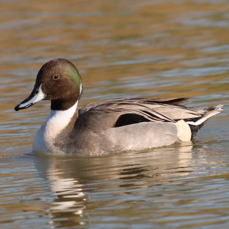 2026_03_03_IMG_5262 ID Canard pilet  Marais de Tasdon La Rochelle 17.JPG