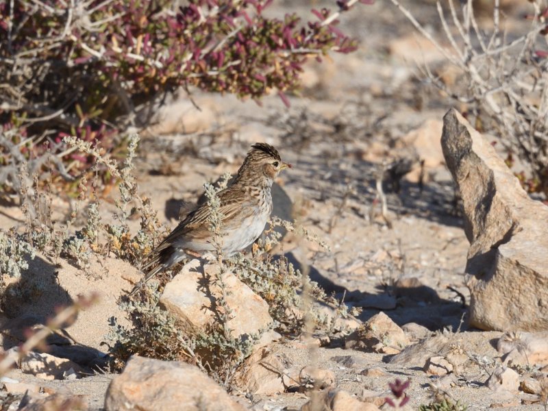 AAO_3961.JPG