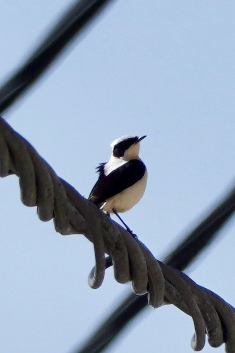 DSC0E1343.JPG