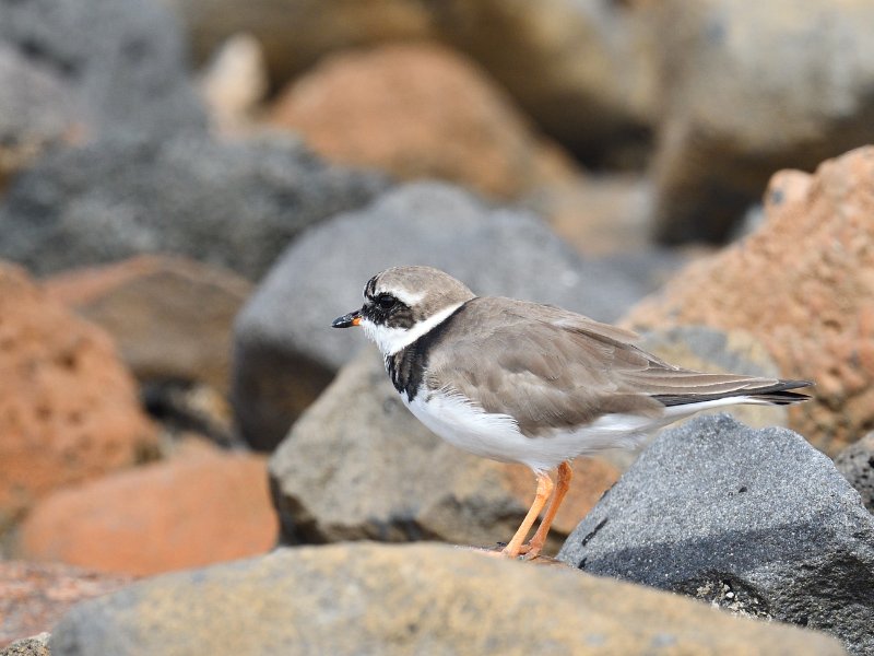 AAN_9782.JPG