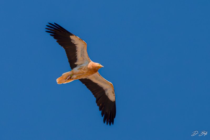 Vautour percnoptère (ssp majorensis)  (1).jpg