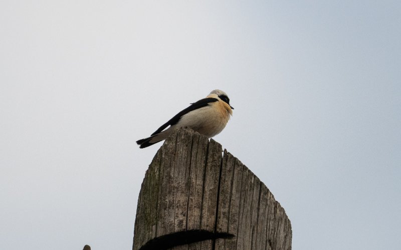 DSC_6146.jpg