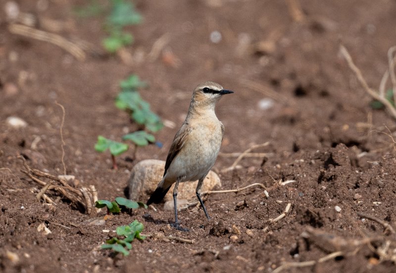 DSC_7347.jpg