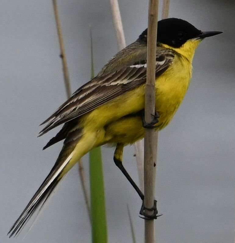 Z8C_7250.jpg