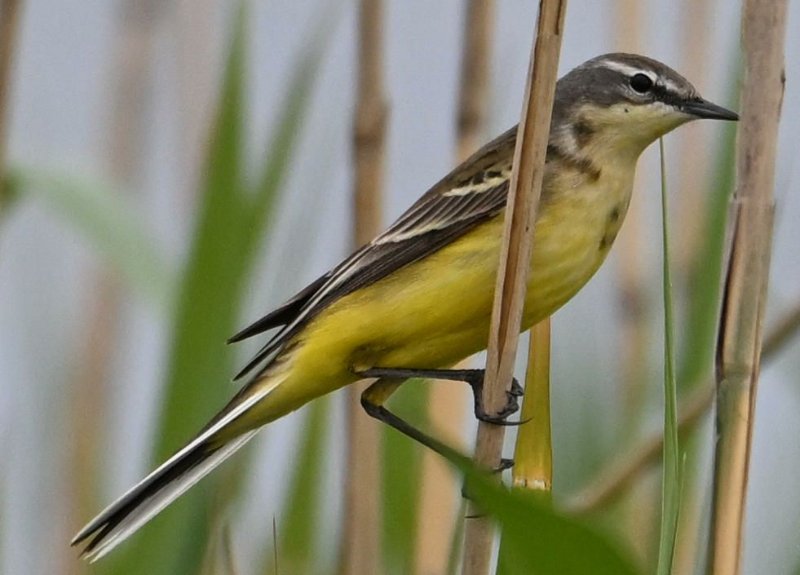 Z8C_7287.jpg