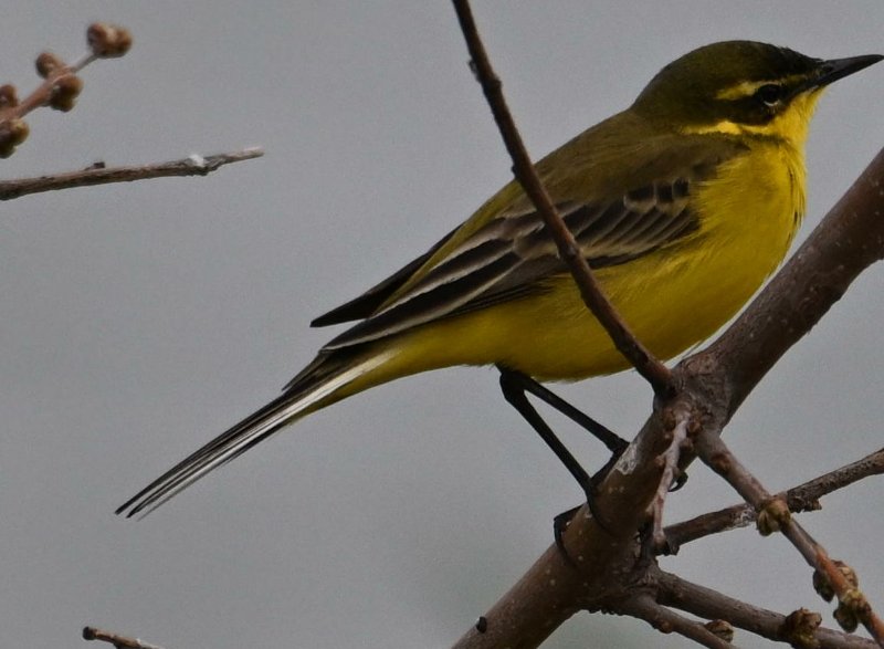 Z8C_7398.jpg