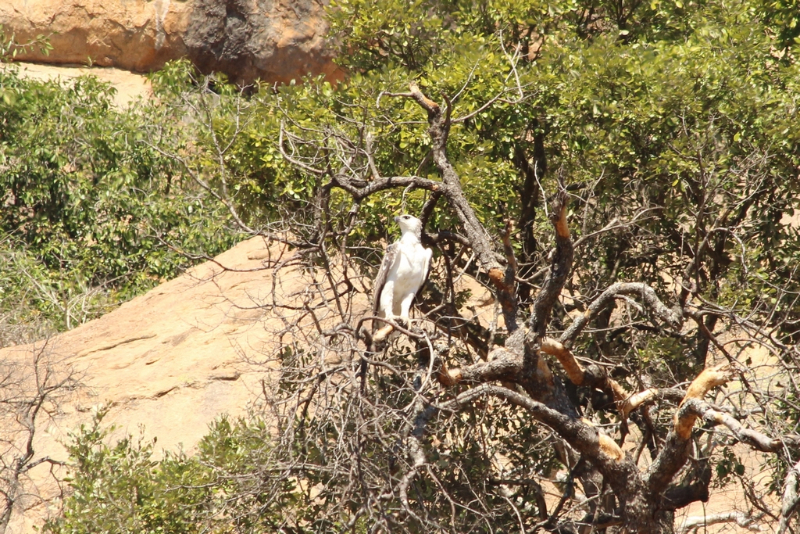 Afrique du Sud - août 2016 (62) (Copier).JPG
