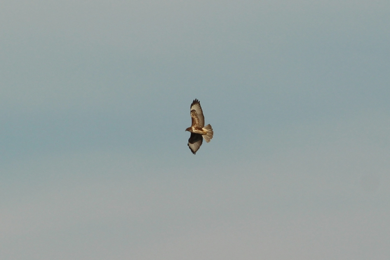 Lagon de Karavasta - décembre 20106 (83) (Copier).JPG